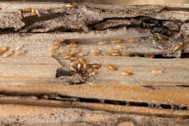 Best Pest Control Near Me in Kerrville, TX